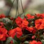 New Guinea Impatiens – Super Sonic Flame – 12″ Hanging Basket